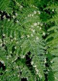 مارچوبه نرمه / گل گردی بالارونده